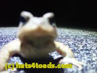 /home//u458753944/public_html/sourcegallery///////Roxborough Toad Detour/2022/2022-03-17/P3170876.JPG